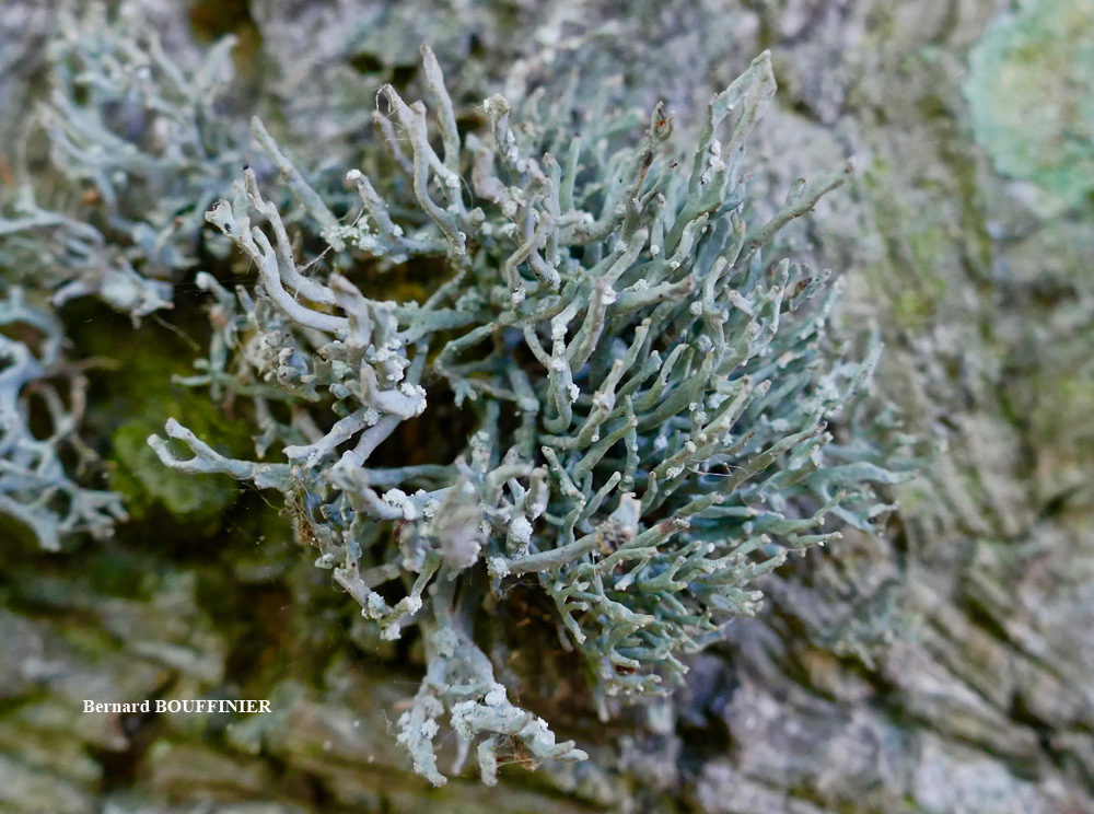 Roccella phycopsis forme corticole.